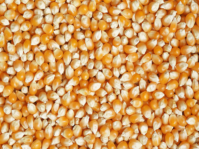 YELLOW MAIZE
